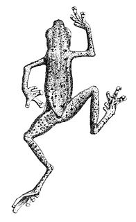 <i>Pelophryne guentheri</i> Species of amphibian