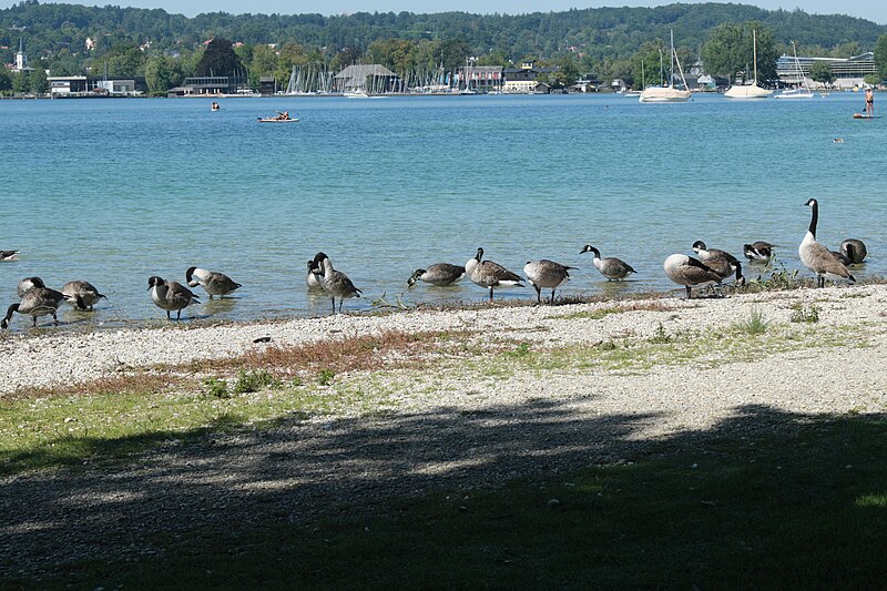 File:Percha (Starnberg) Starnberger See 563.jpg