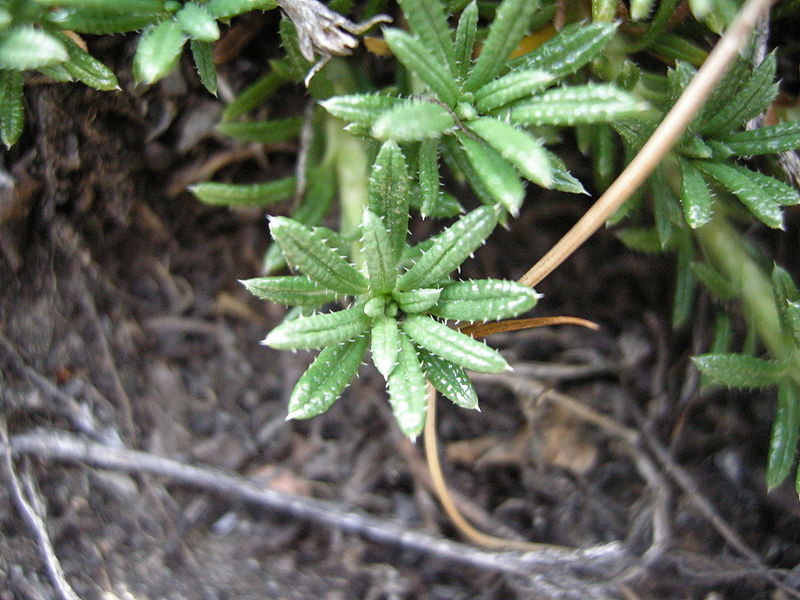 File:Perezia recurvata-leaves.JPG