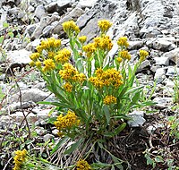 Petradoria pumila ssp pumila 1