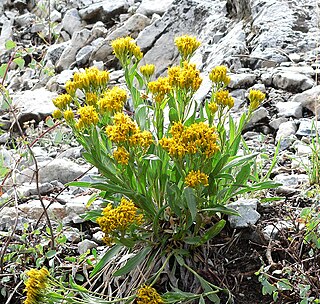 <i>Petradoria</i> Genus of shrubs