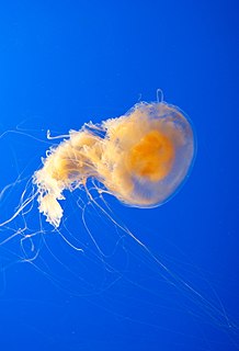 <i>Phacellophora camtschatica</i> Species of jellyfish