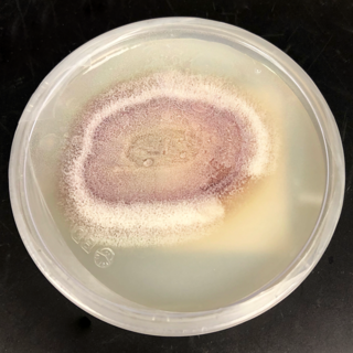 <i>Phaeoacremonium</i> Genus of fungi