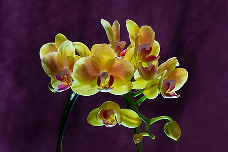 Phalaenopsis Cultivar Yellow 01