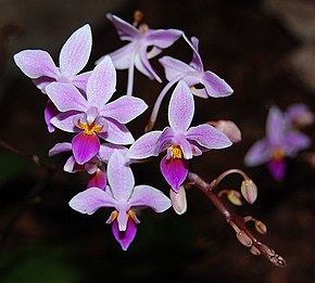 Descripción de la imagen Phalaenopsis equestris.jpg.