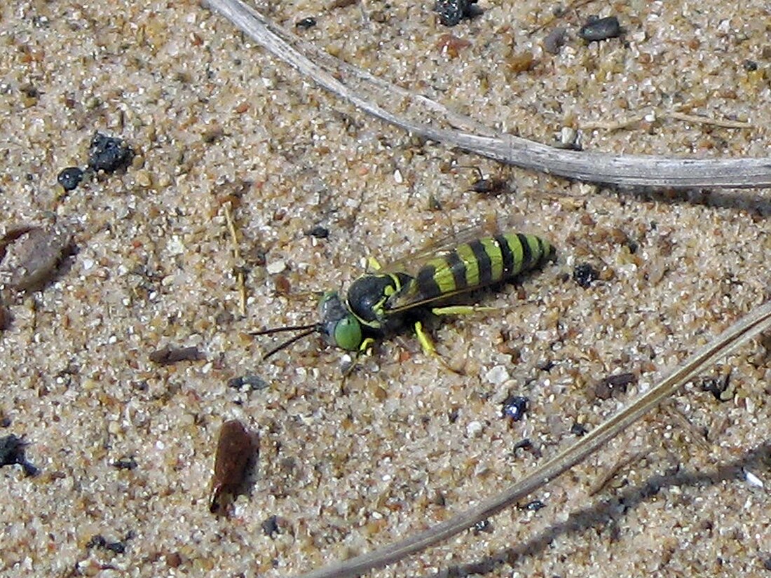 Philanthus ventilabris