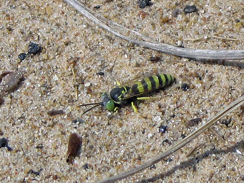 File:Philanthus ventilabris.jpg