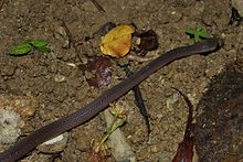 Филиппинская кустарниковая змея (Oxyrhabdium modestum) .jpg