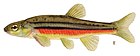 Czerwonobrzuchy Shiner