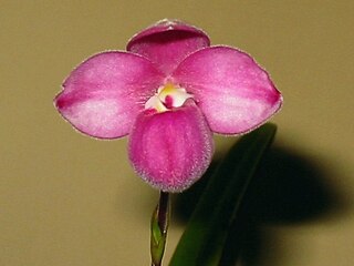 <i>Phragmipedium fischeri</i> Species of orchid