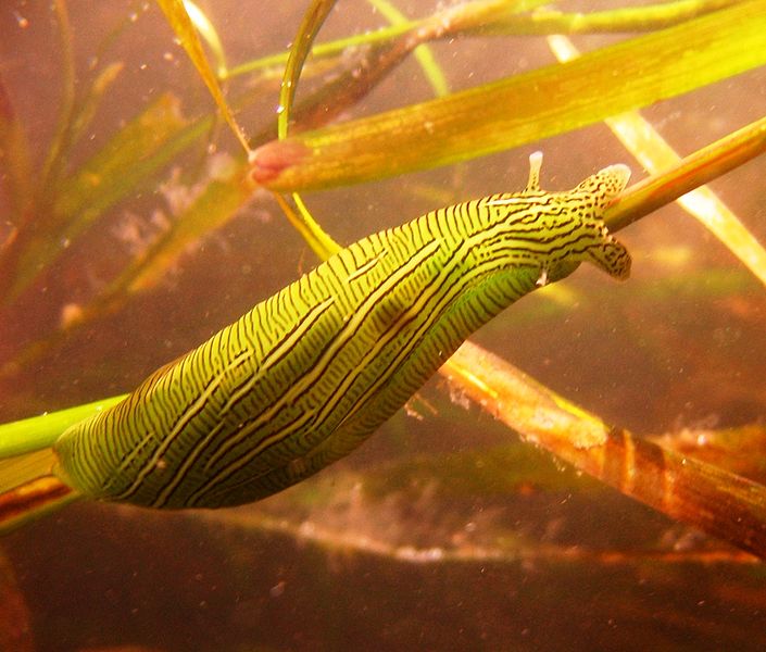 File:Phyllaplysia taylori, Greater Farallones.jpg