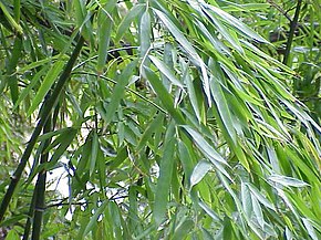 Descrierea imaginii Phyllostachys aurea0.jpg.