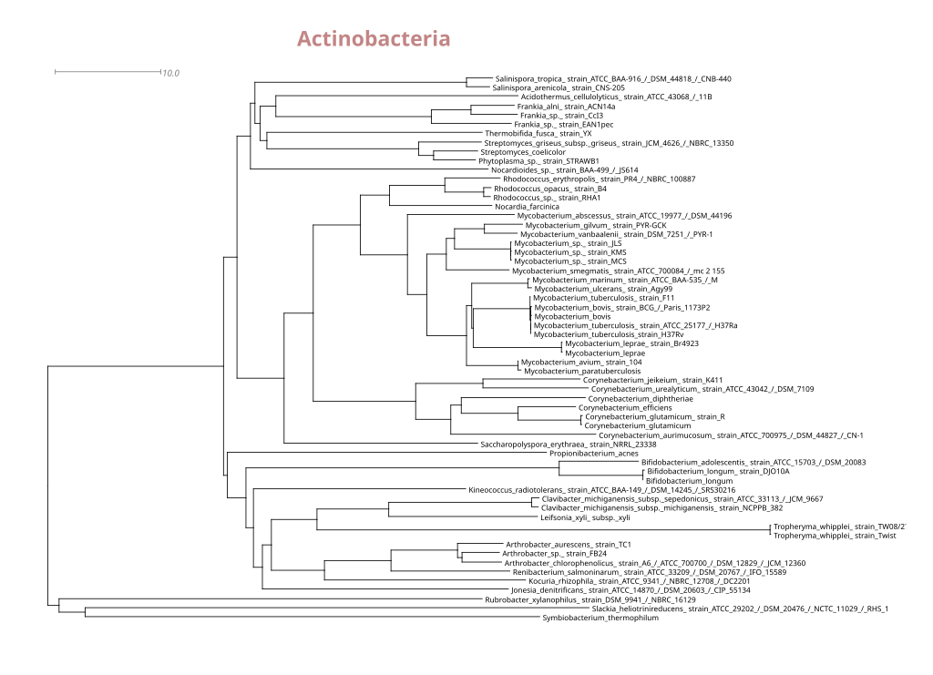 PhylogramActinobacteriaFullNames