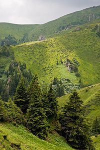 Picea abies, Вама Бузаулуй, Брашов, Румыния.jpg 