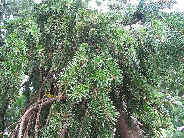 File Picea Abies Cultivar Merrifield Garden Center 1zz Jpg