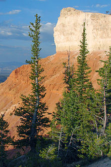 Picea pungens Bryce Canyon NP 2.jpg