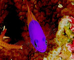 Nymph dwarf perch (Pictichromis paccagnellae)