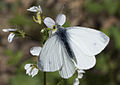 * Nomination Wing upperside view of a False Small White (Pieris pseudorapae). Adana, Turkey. --Zcebeci 08:16, 27 April 2016 (UTC) * Decline Good quality. --Johann Jaritz 08:46, 27 April 2016 (UTC)  Oppose sorry just at 1mpx, this is a bit small --Christian Ferrer 18:14, 27 April 2016 (UTC) Yes, there's no discussion here; the image is below the minimum size requirement for QI. --Peulle 18:47, 27 April 2016 (UTC)