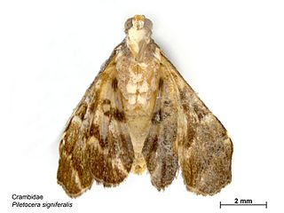 <i>Piletocera signiferalis</i> Species of moth