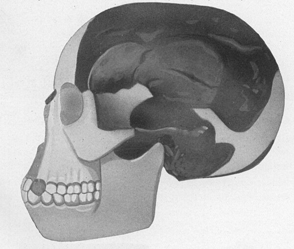 Piltdown Man skull reconstruction