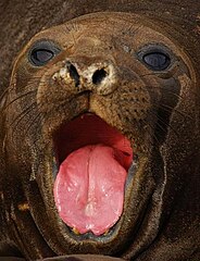 File:Pink Tongue Elephant Seal Photo by Sascha Grabow.jpg - Wikimedia