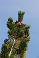 Pinus albicaulis