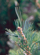 Pinus flexilis needles.jpg