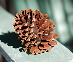 Cone, near Strawberry, Gila Co., Arizona