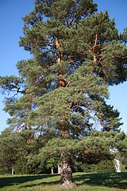 Бел бор (Pinus sylvestris)