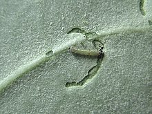 A plain tiger Danaus chrysippus caterpillar making a moat to block defensive chemicals of Calotropis before feeding Plain tiger moat.JPG