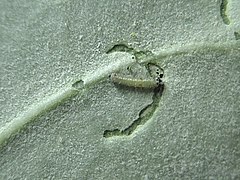 Caterpillar making "moat" to feed during the first instar
