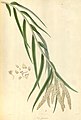 Mycaranthes floribunda plate 36 in vol. I - III Nathaniel Wallich: Plantæ Asiaticæ Rariores (Orchidaceae) (1830-1832)