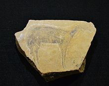 Plaqueta calcària amb cérvola pintada i èquids gravats, Cova del Parpalló, Museu de Prehistòria de València.JPG