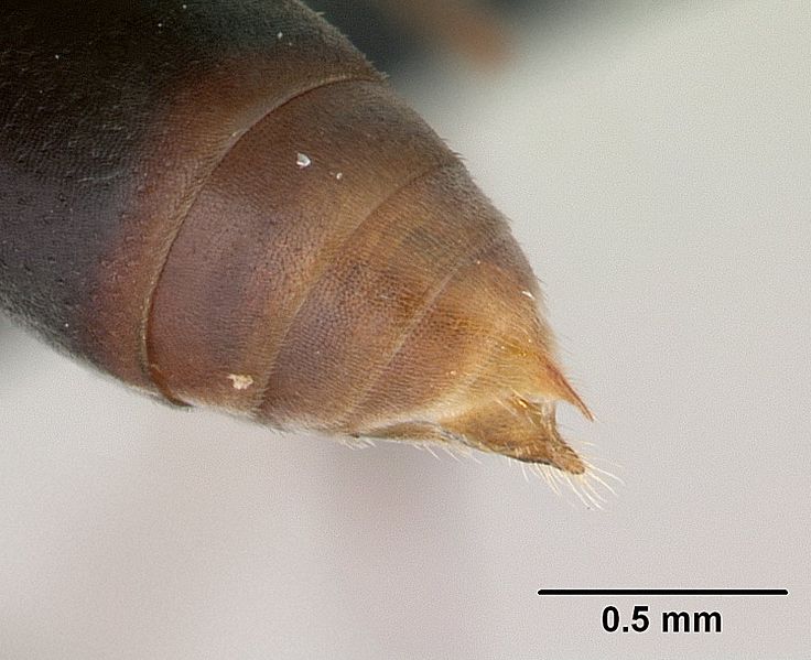 File:Platythyrea arthuri casent0132466 profile 2.jpg