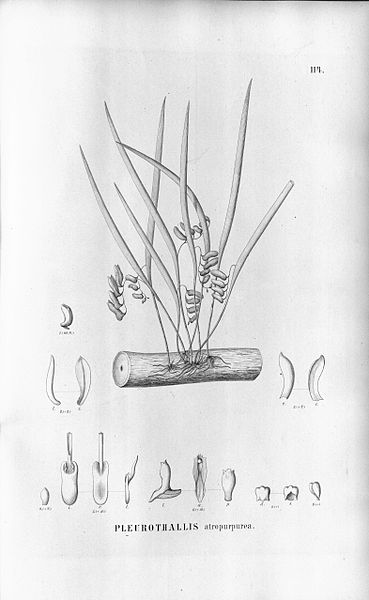 File:Pleurobotryum atropurpureum (Flora Brasiliensis).jpg
