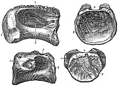 Trzon kręgu grzbietowego (u góry) i krzyżowego (u dołu) z serii oryginalnej gatunku Pleurocoelus nanus, widziane z boku (po lewej) i od tyłu (po prawej)