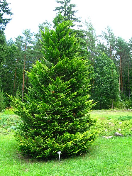 File:Podlaskie - Suprasl - Kopna Gora - Arboretum - Chamaecyparis lawsoniana 'Stewartii'.JPG