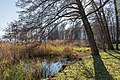 English: Common reed and alder Deutsch: Schilfrohr und Erle