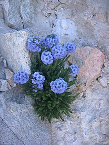 Polemonium viscosum.jpg