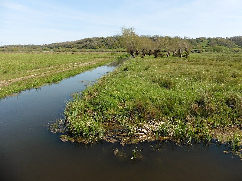 File:Pollarded Willows - geograph.org.uk - 4943569.jpg