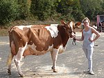 Foto a colori di vacca pezzata rossa con muscolatura sottile e mammella grande, presentata dal suo proprietario.