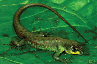 <i>Potamites strangulatus</i> Species of lizard