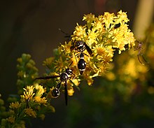 Potter wasp 4932.jpg