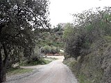 Collserola, prop de la Salut de Sant Feliu.