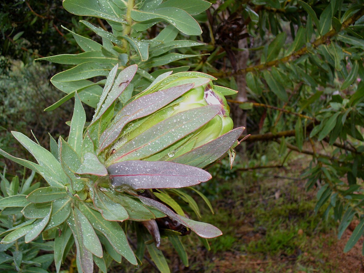 Protea coronata - Wikipedia