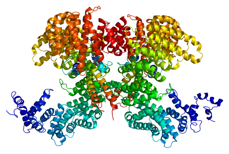 File:Protein SREBF2 PDB 1ukl.png