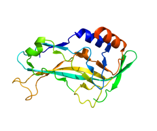 <i>TBX5</i> (gene) Protein-coding gene in the species Homo sapiens