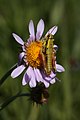 Prumnacris rainierensis