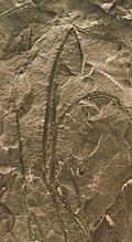 Fossil of the primitive Devonian vascular plant Psilophyton Psilophyton dawsonii-rev.jpg