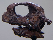Skull of a hatchling P. mongoliensis, AMNH Psittacosaurus mongoliensis juvenile.jpg